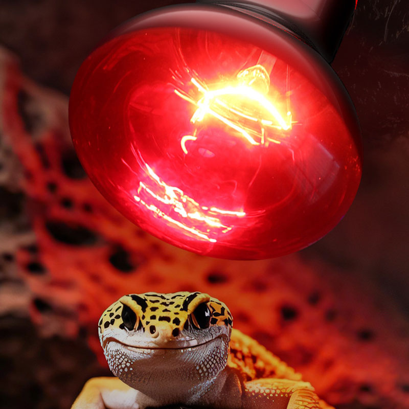 مصباح حراري للزواحف 100 فولت/2 - مراجعة Gecko Lighting & Decor وسعره