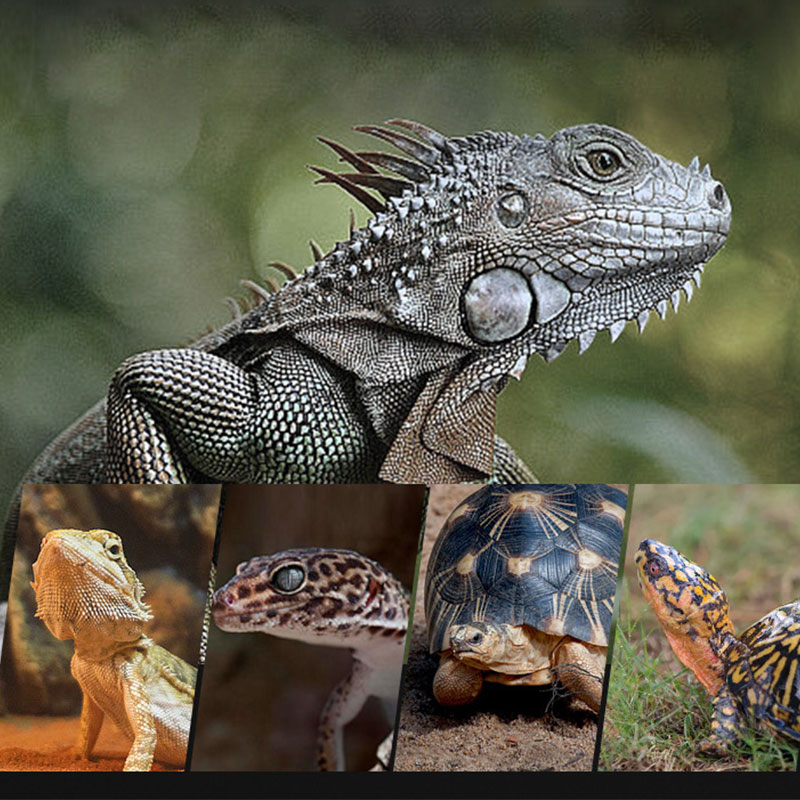 مصباح حراري للزواحف 100 فولت/2 - مراجعة Gecko Lighting & Decor وسعره